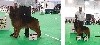 - EXPOSITION GAYANT DOG SHOW - SCC / FCI