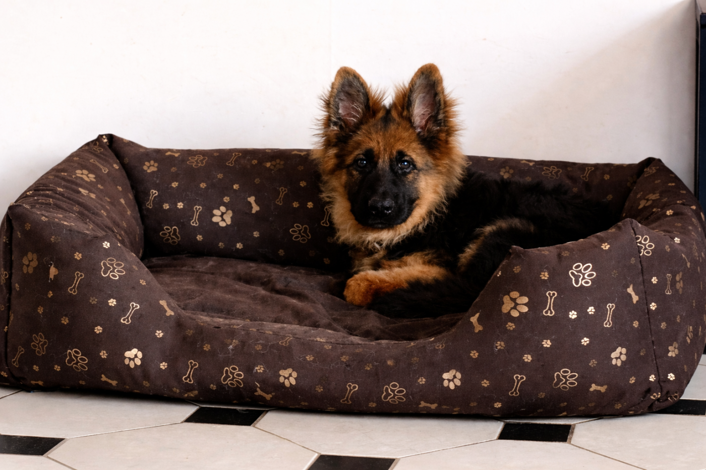 Aegon De La Légende D'Amarok