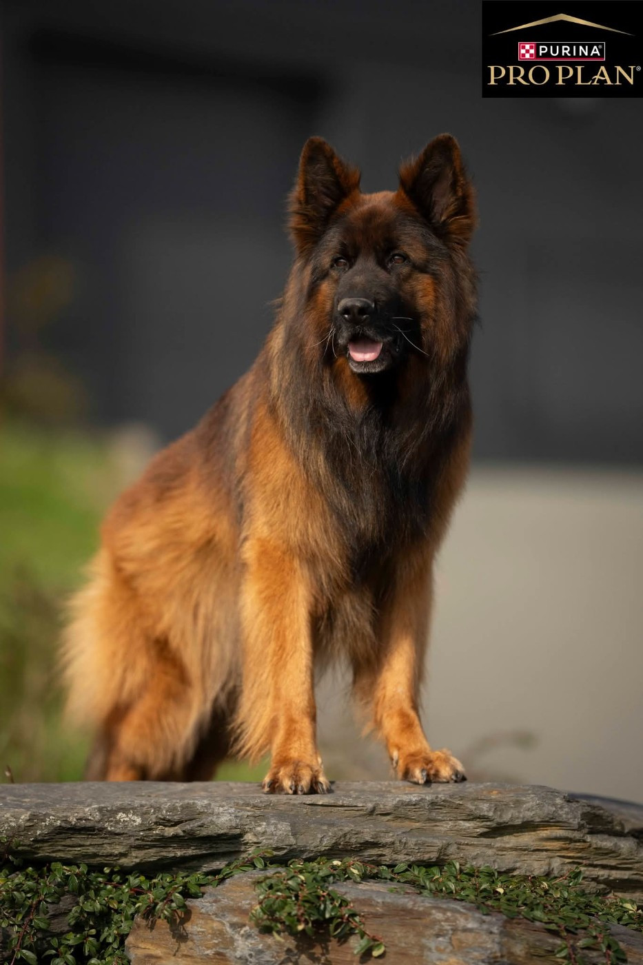 CH. TINO De La Légende D'Amarok