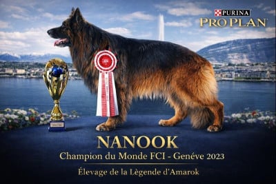 De La Légende D'Amarok