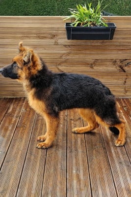 Berger Allemand Poil Long