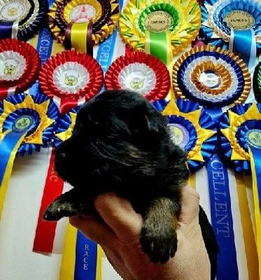 Les chiots de Berger Allemand Poil Long