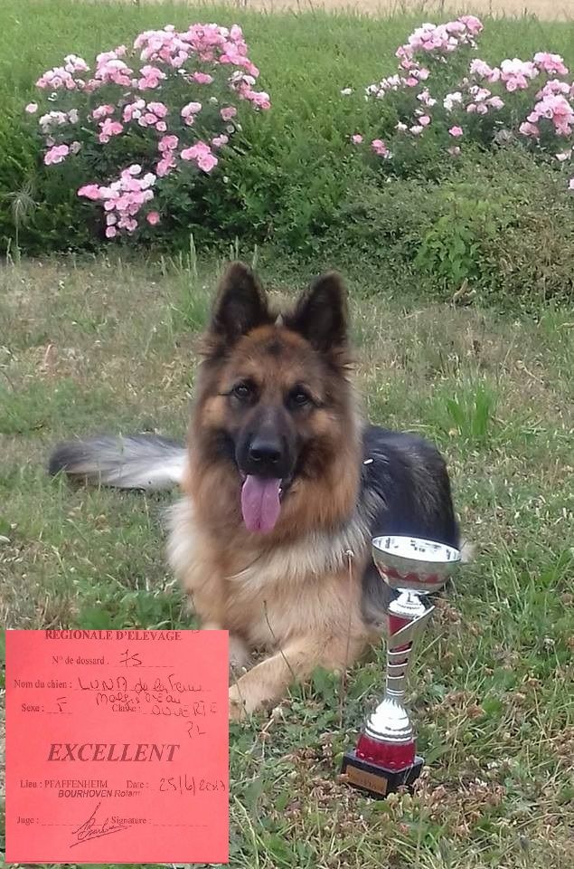 Luna de la ferme malgre l eau - 2e EXCELLENT catégorie classe ouverte PL