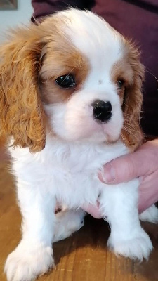 Les chiots de Cavalier King Charles Spaniel