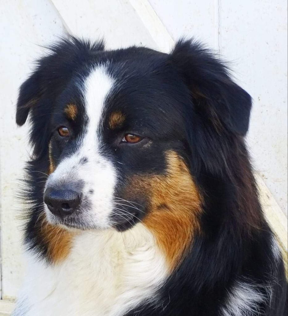 Publication : Des Aussies Du Marais Auteur : Des aussies du marais