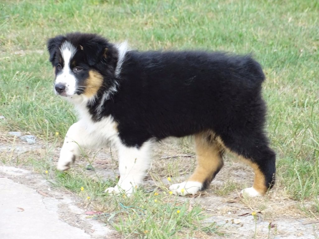 Publication : Des Aussies Du Marais Auteur : Des aussies du marais