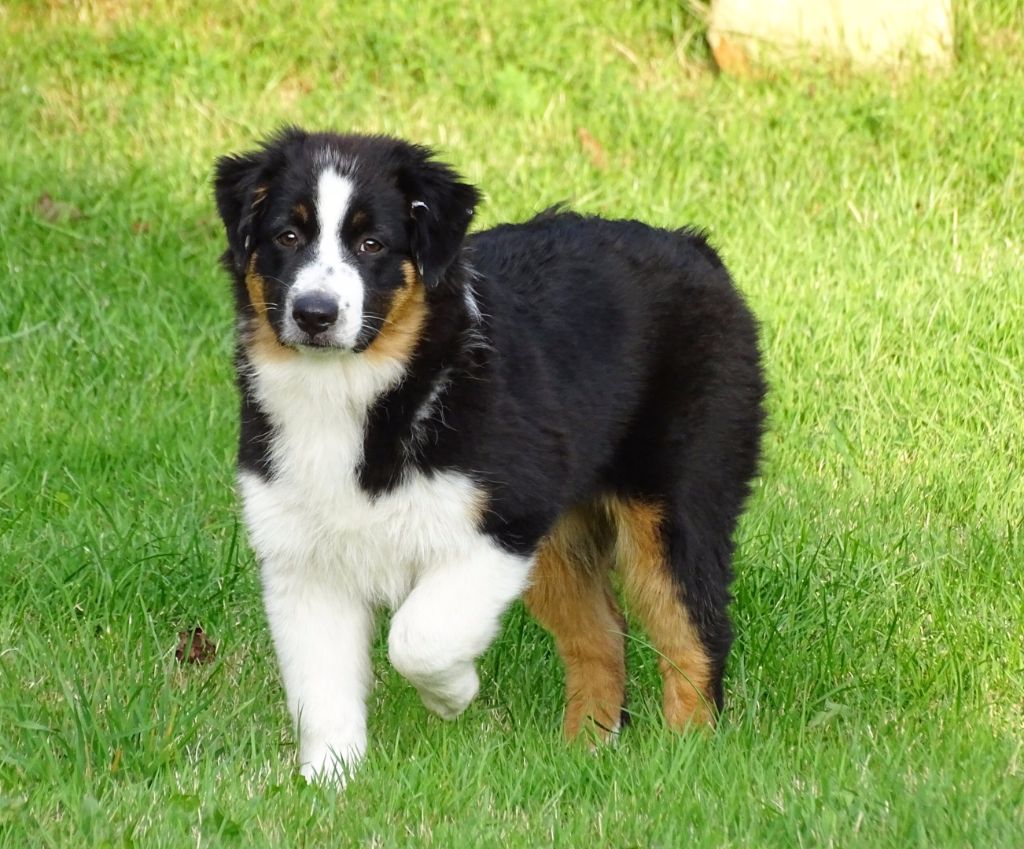 Publication : Des Aussies Du Marais Auteur : Des aussies du marais