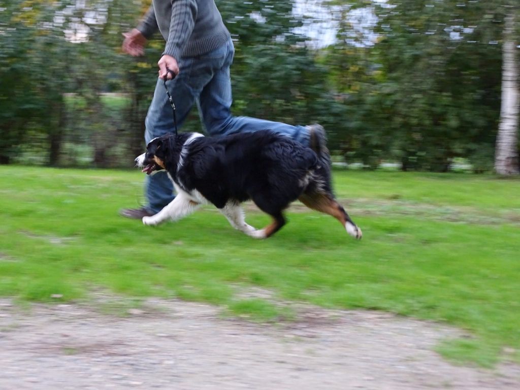 Publication : Des Aussies Du Marais Auteur : Des aussies du marais