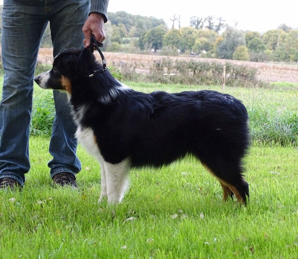 Publication : Des Aussies Du Marais Auteur : Des aussies du marais