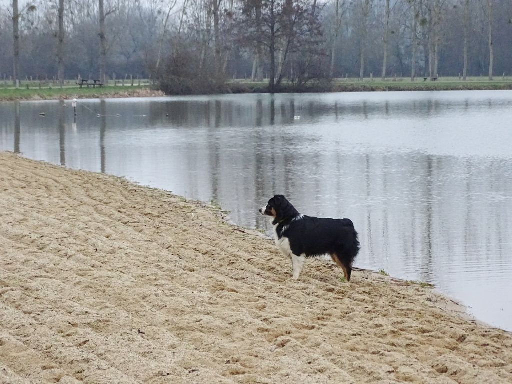 Publication : Des Aussies Du Marais Auteur : Des aussies du marais