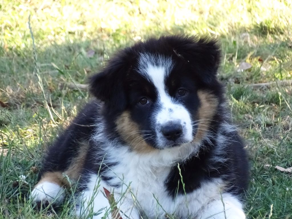 Publication : Des Aussies Du Marais Auteur : Des aussies du marais