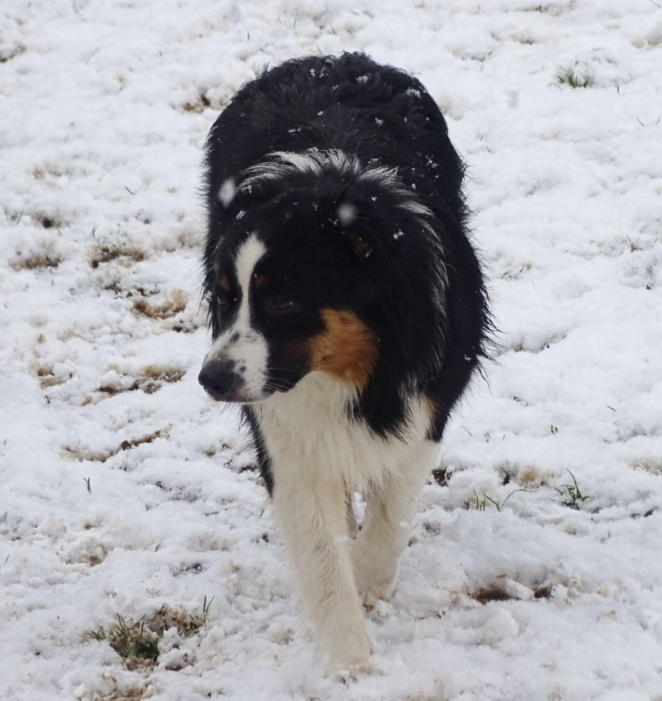 Publication : Des Aussies Du Marais Auteur : Des aussies du marais