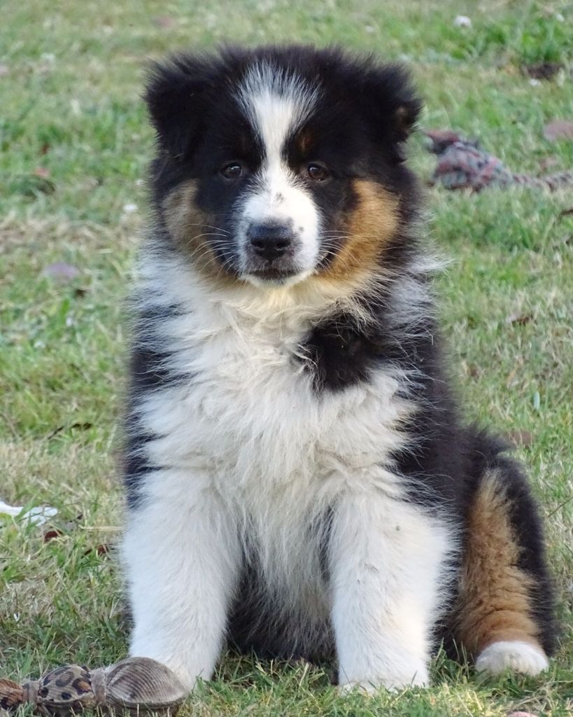 Publication : Des Aussies Du Marais Auteur : Des aussies du marais