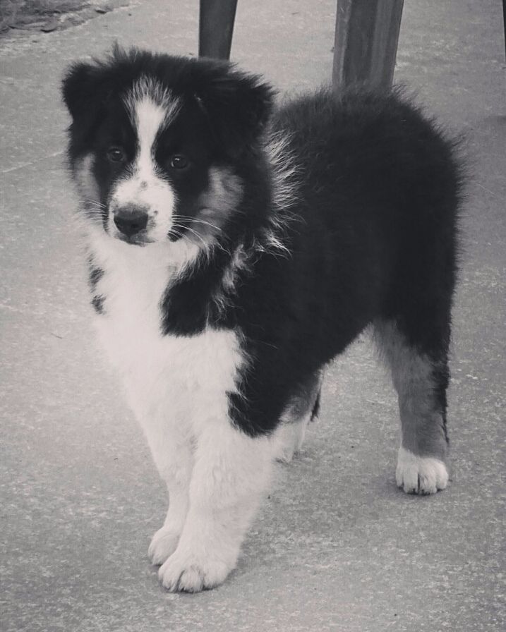 Publication : Des Aussies Du Marais Auteur : Des aussies du marais