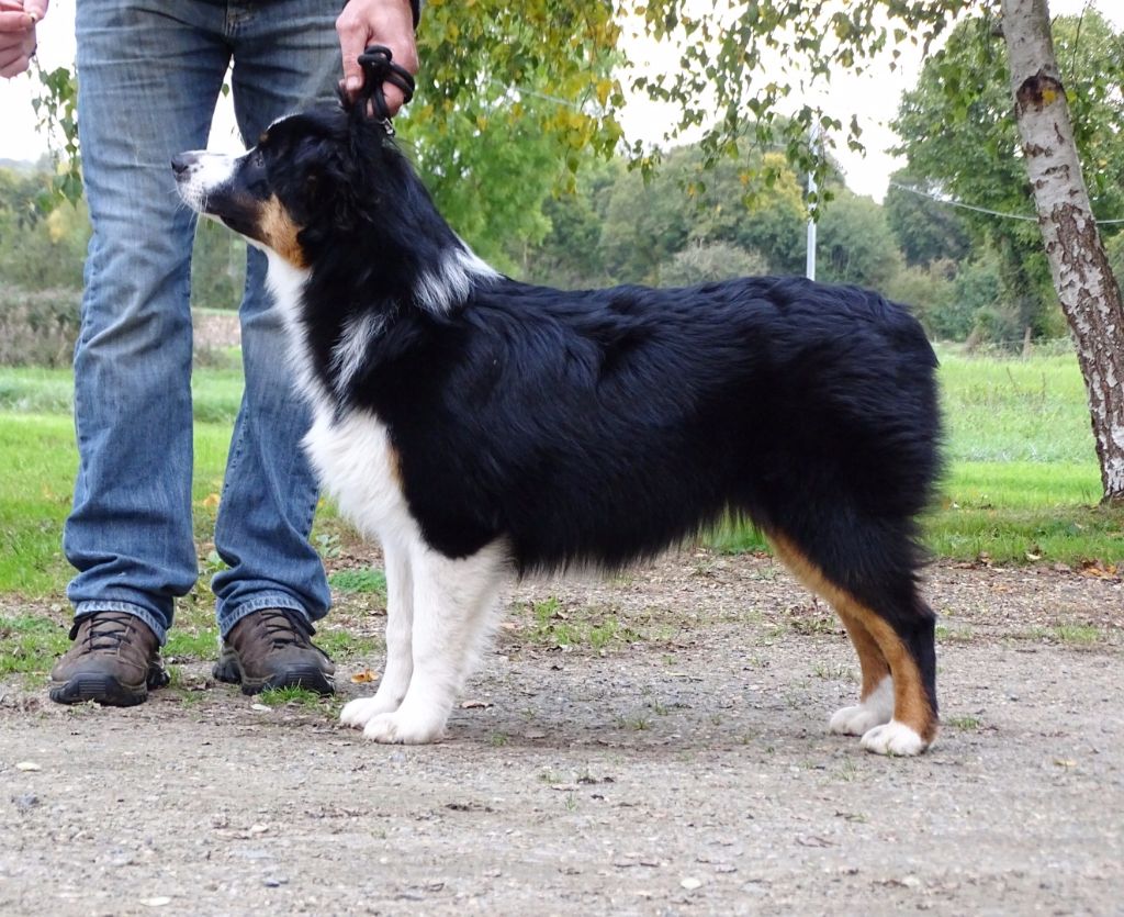 Publication : Des Aussies Du Marais Auteur : Des aussies du marais