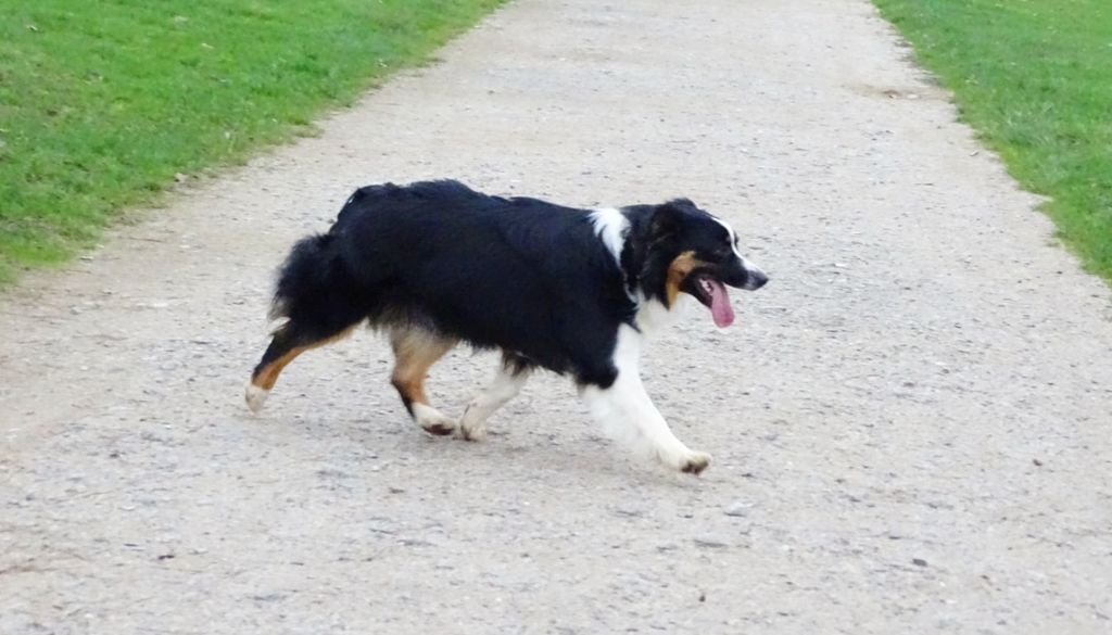 Publication : Des Aussies Du Marais Auteur : Des aussies du marais