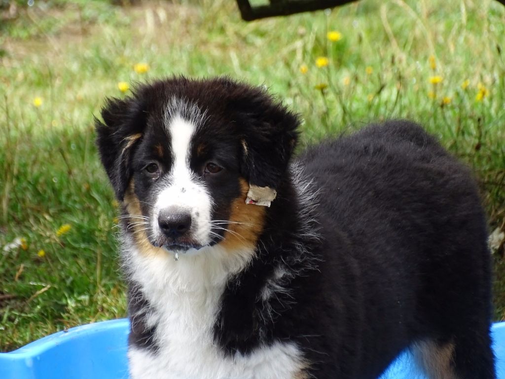 Publication : Des Aussies Du Marais Auteur : Des aussies du marais