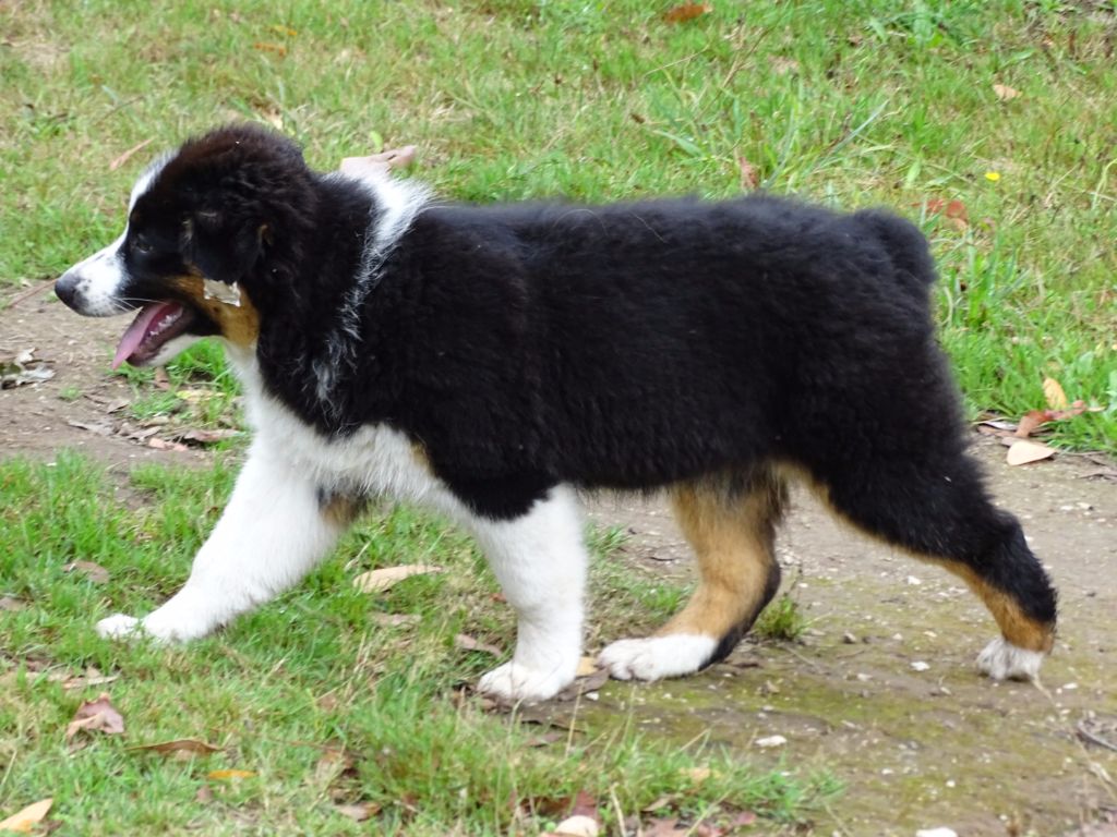 Publication : Des Aussies Du Marais Auteur : Des aussies du marais