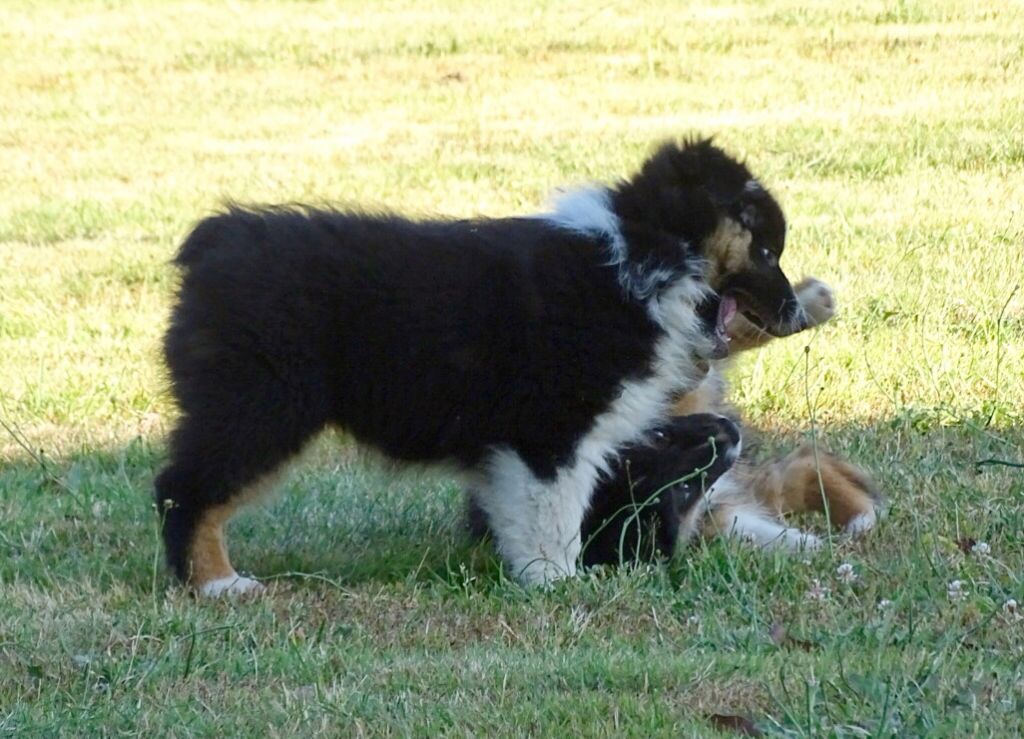 Publication : Des Aussies Du Marais Auteur : Des aussies du marais