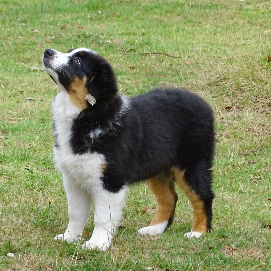 Publication : Des Aussies Du Marais Auteur : Des aussies du marais