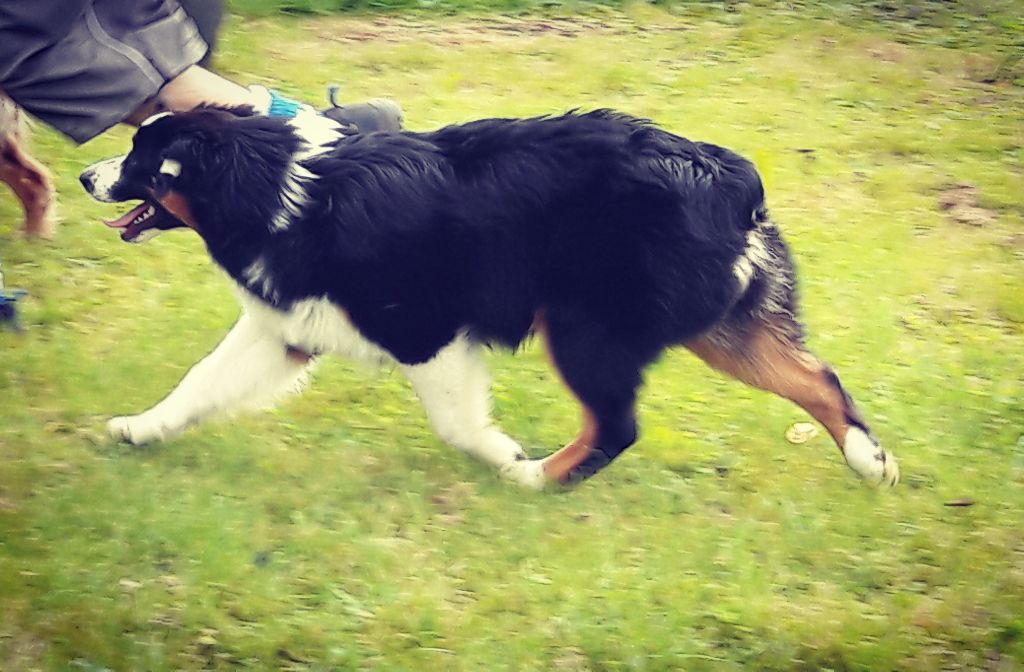 Publication : Des Aussies Du Marais Auteur : Des aussies du marais