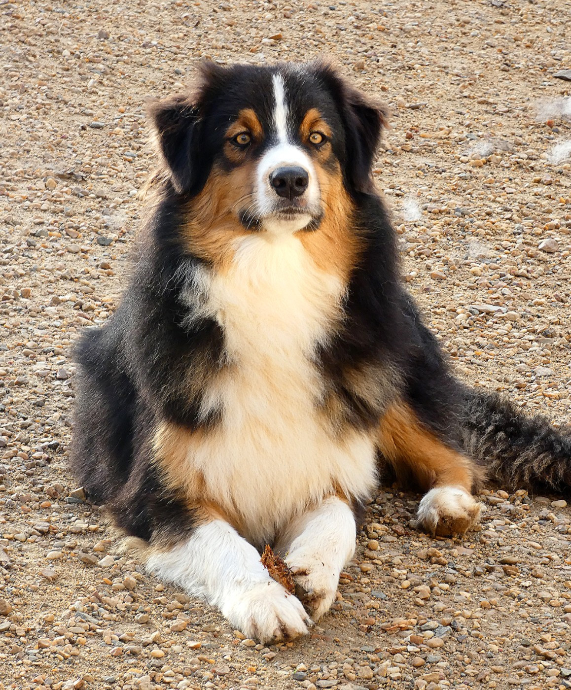 Vanda black river - Berger Australien