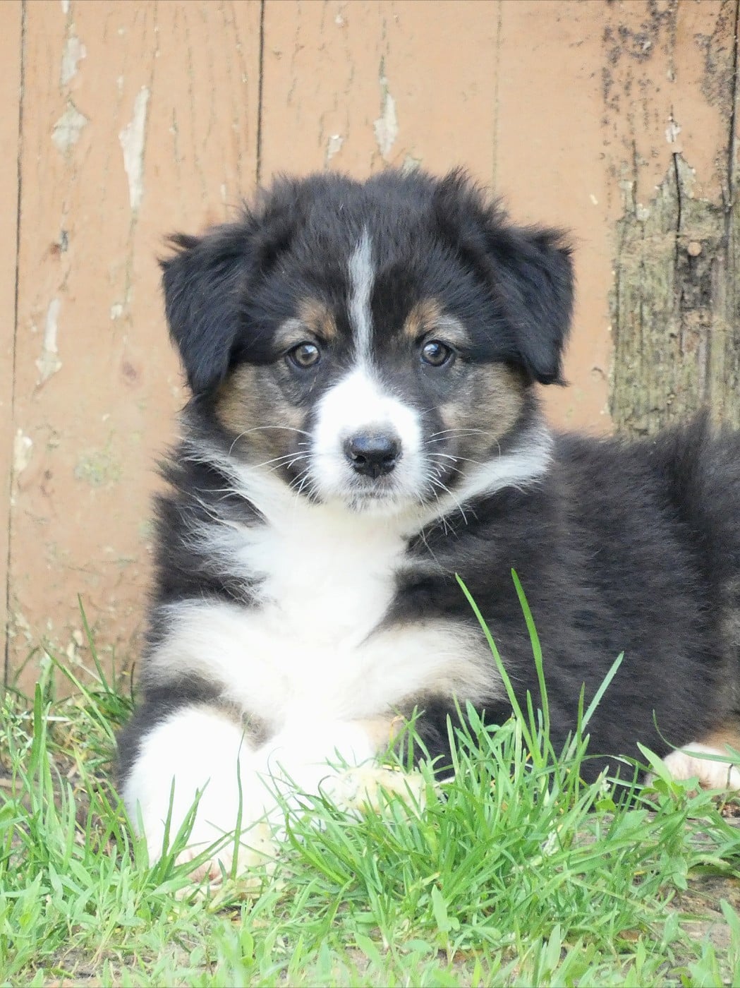 Black Mamba - Berger Australien