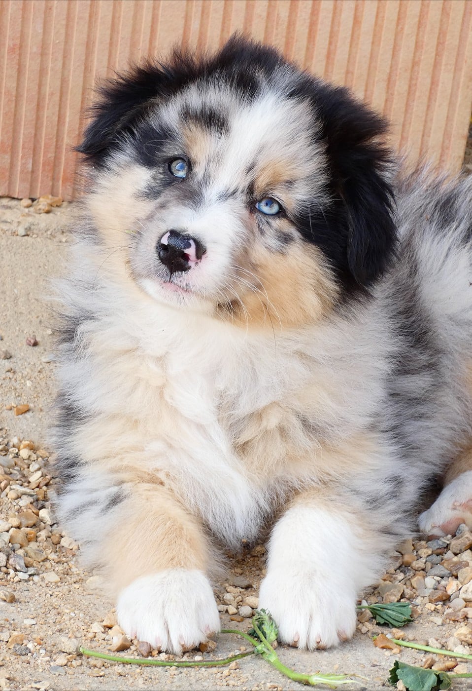 Blue Marvel - Berger Australien