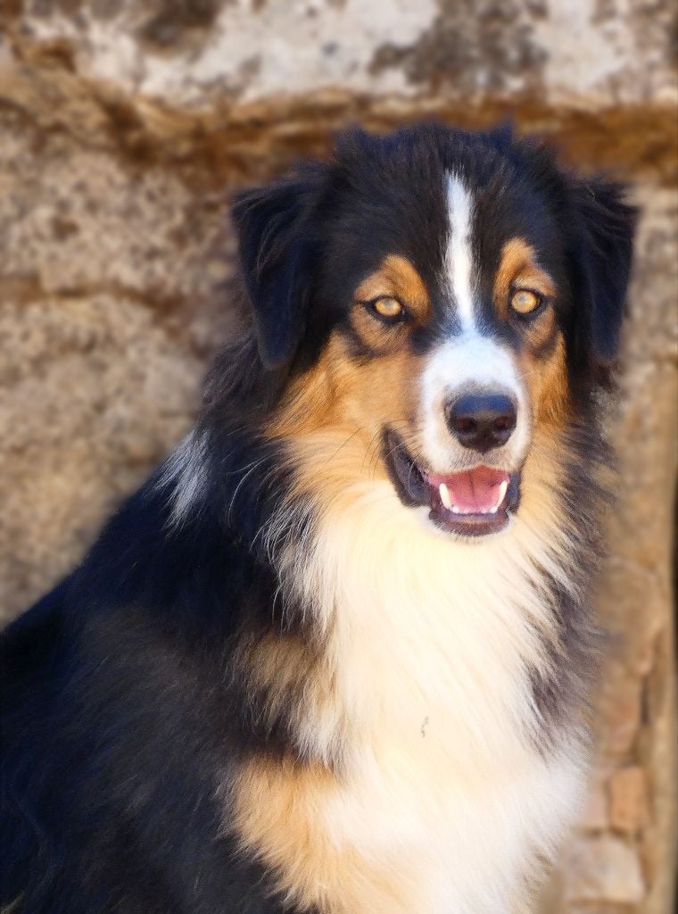 Vanda black river - Berger Australien