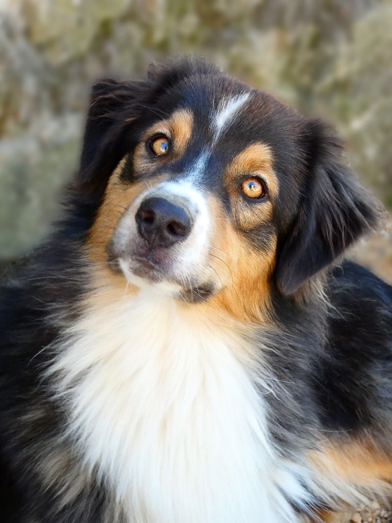 Vanda black night - Berger Australien