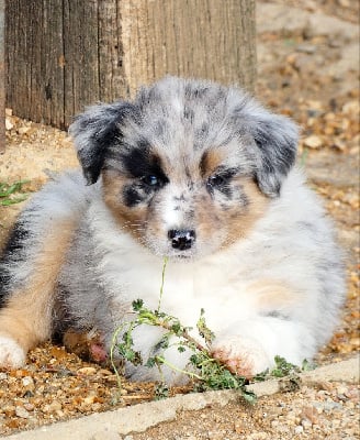 Les chiots de Berger Australien