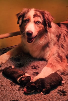Les chiots de Berger Australien