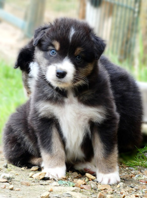 Les chiots de Berger Australien