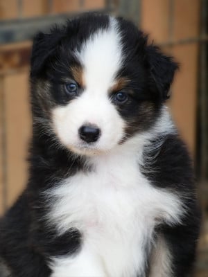 Les chiots de Berger Australien