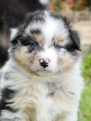 Les chiots de Berger Australien