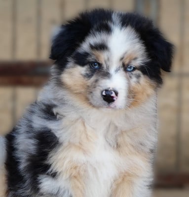 Les chiots de Berger Australien