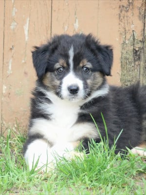 Les chiots de Berger Australien