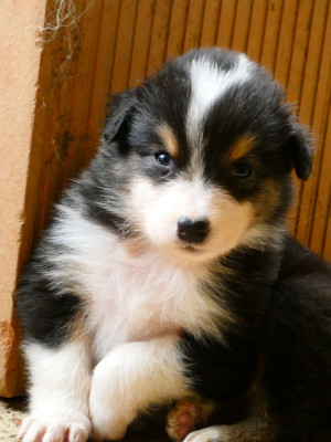 Les chiots de Berger Australien