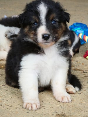 Les chiots de Berger Australien
