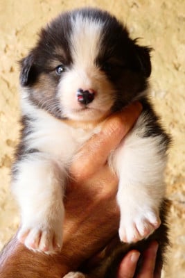 Les chiots de Berger Australien