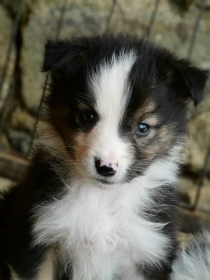 Les chiots de Berger Australien