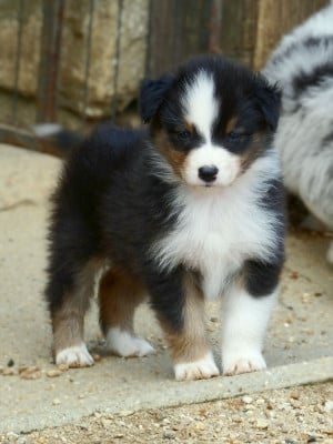 Les chiots de Berger Australien