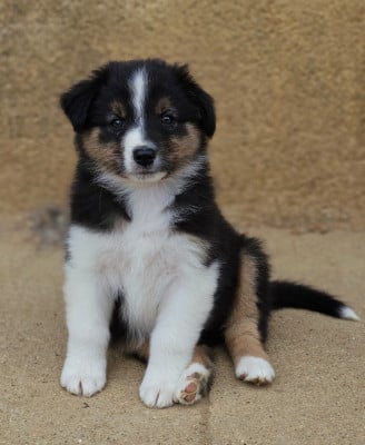 Les chiots de Berger Australien