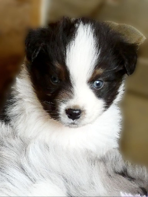 Les chiots de Berger Australien
