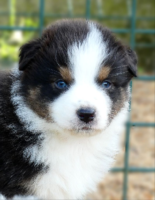 Les chiots de Berger Australien