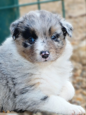 Les chiots de Berger Australien