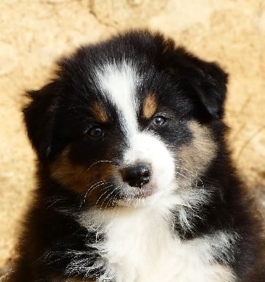 Les chiots de Berger Australien