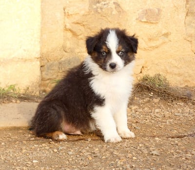 Les chiots de Berger Australien