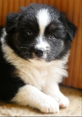 Les chiots de Berger Australien