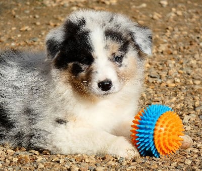 Les chiots de Berger Australien